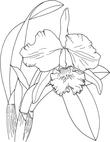 Cattleya Easter Orchid Coloring Page